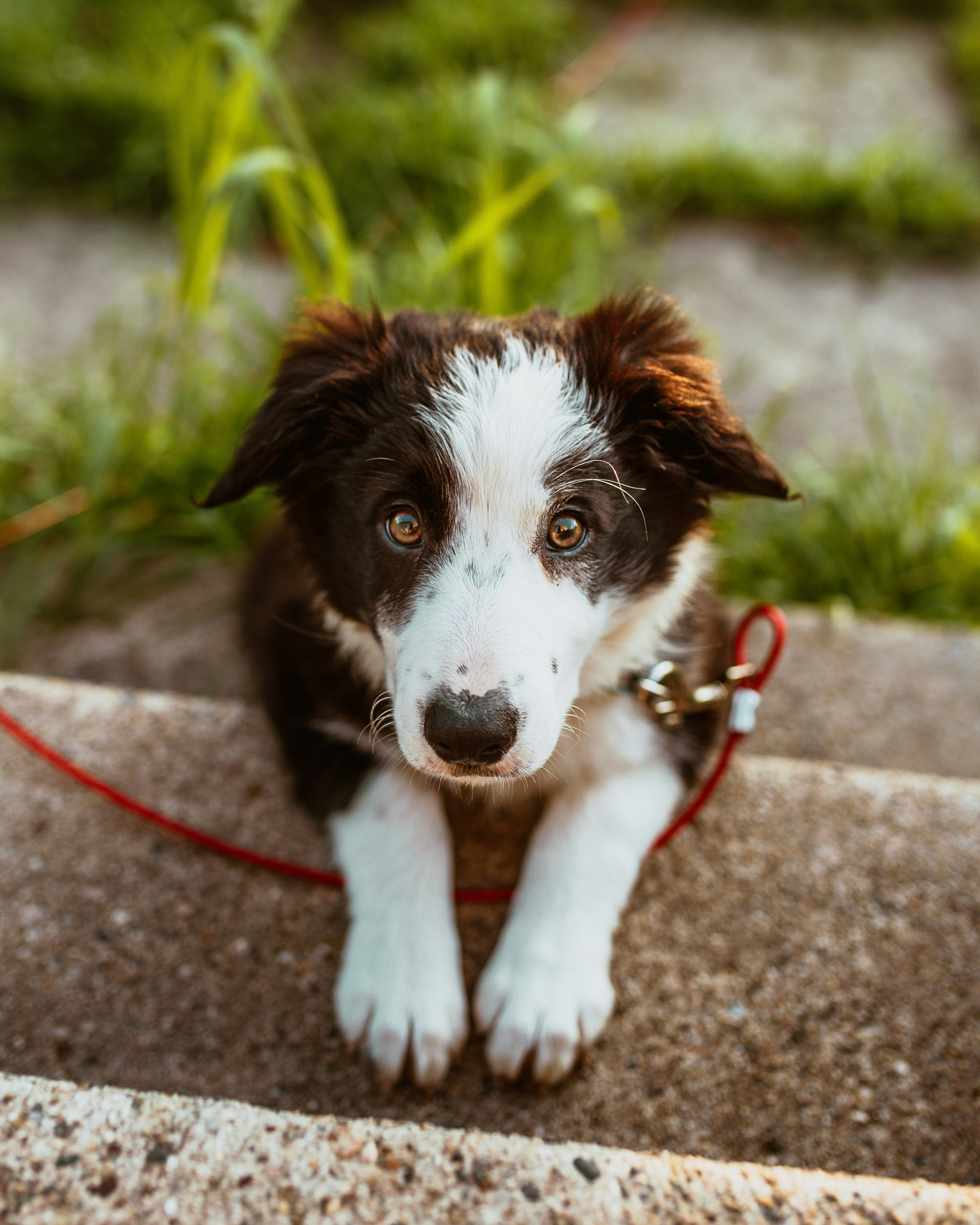 photo chien