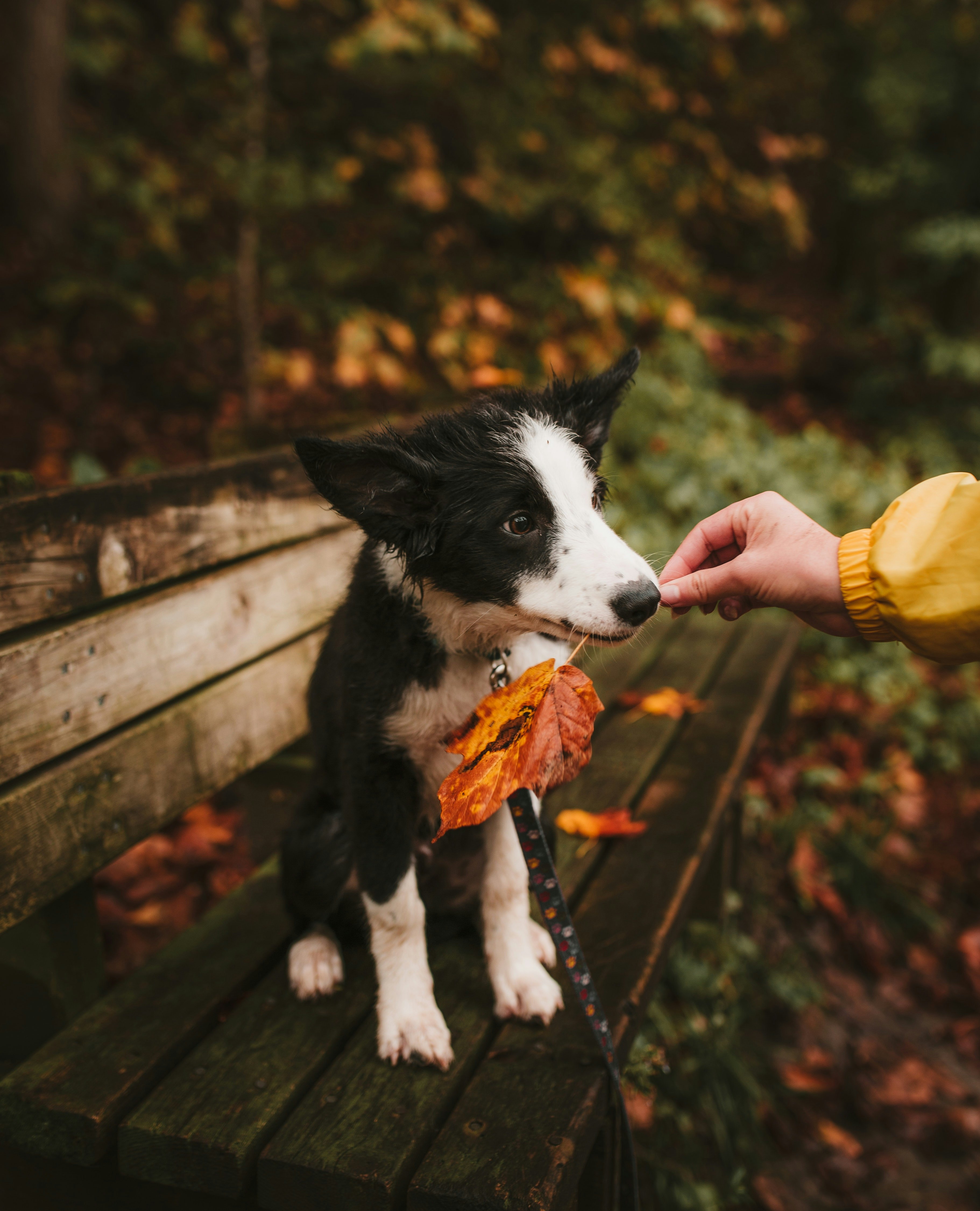 photo automne