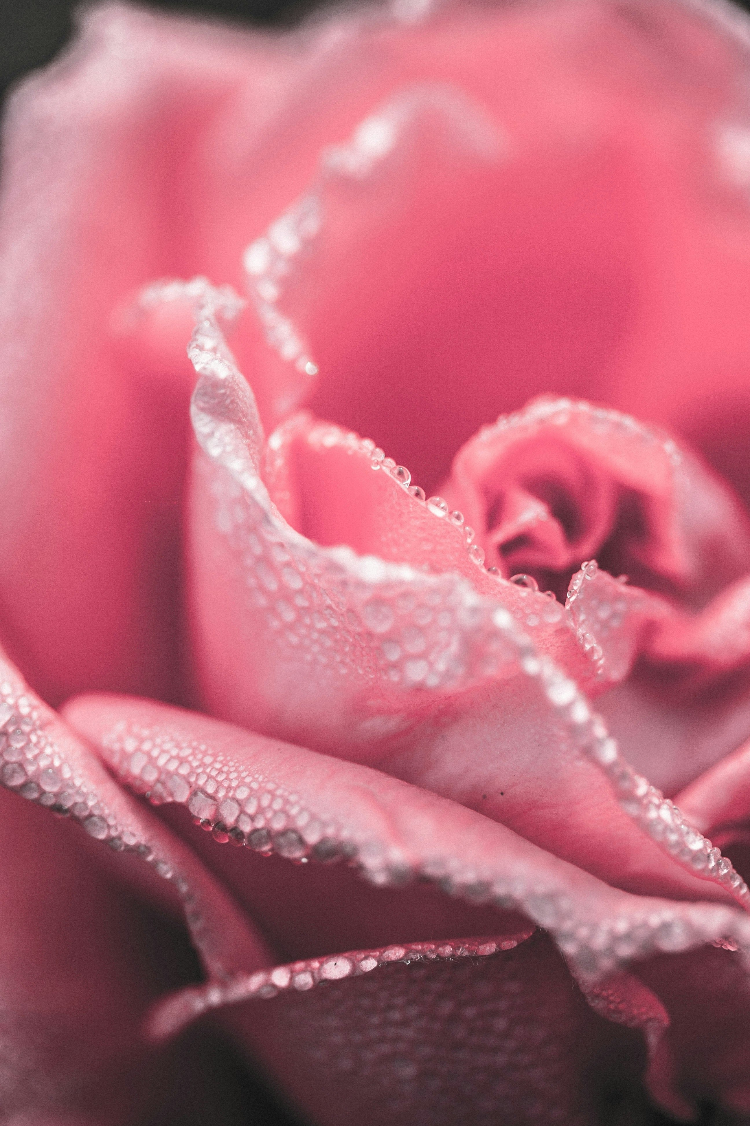 photographie de fleur