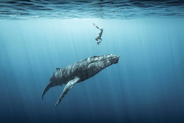 concours photos sous-marines 2021, compétition photographie, photo animaux aquatiques