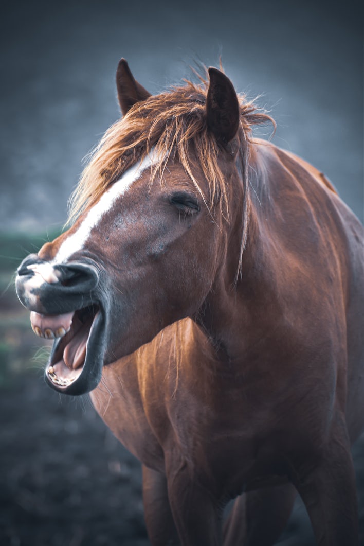 shooting photo cheval, photo cheval