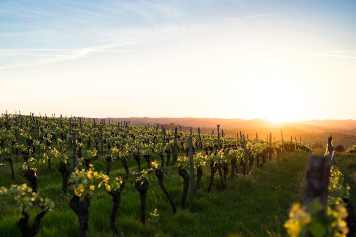 vignes angers, découverte angers, visite angers