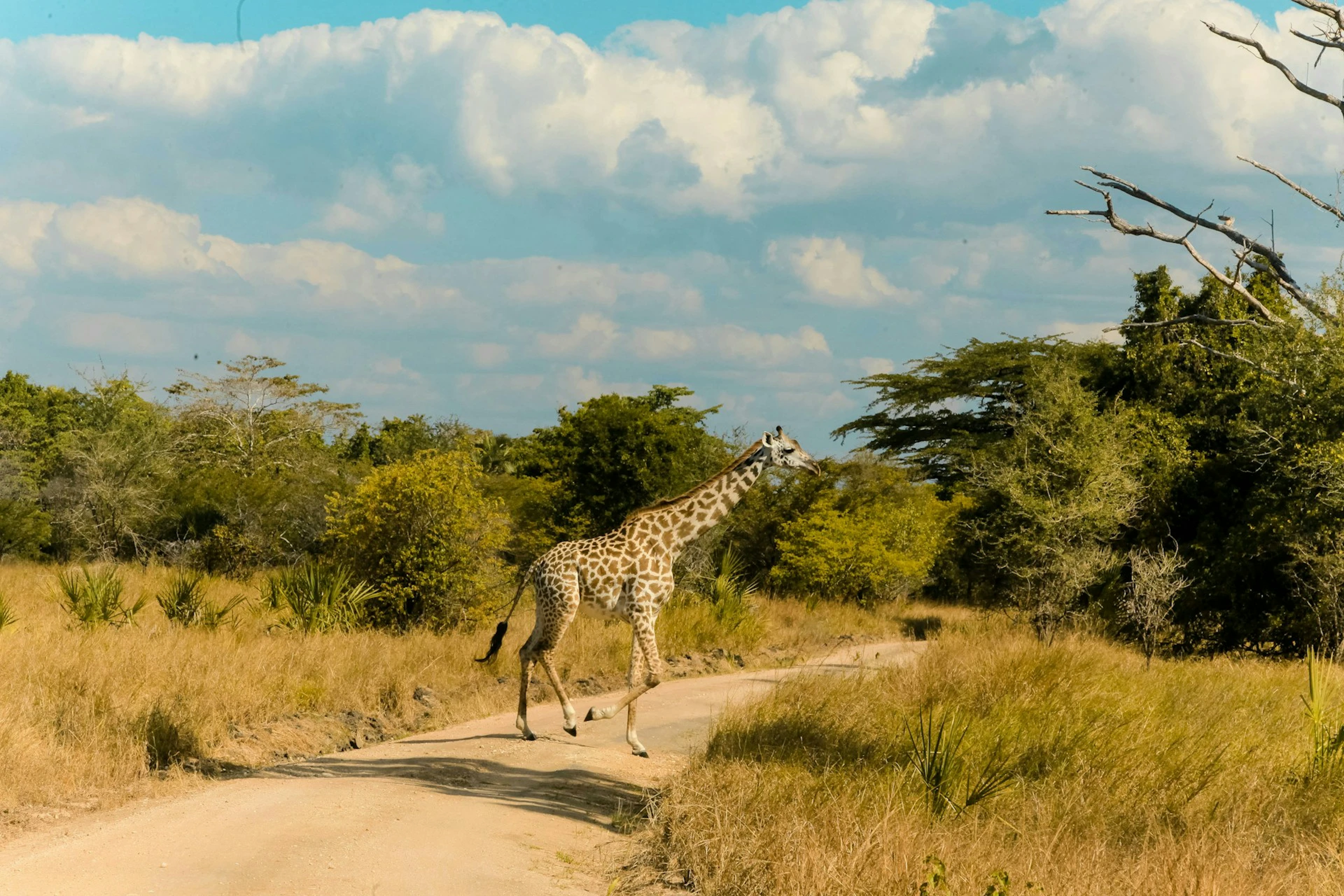 Safari Zanzibar