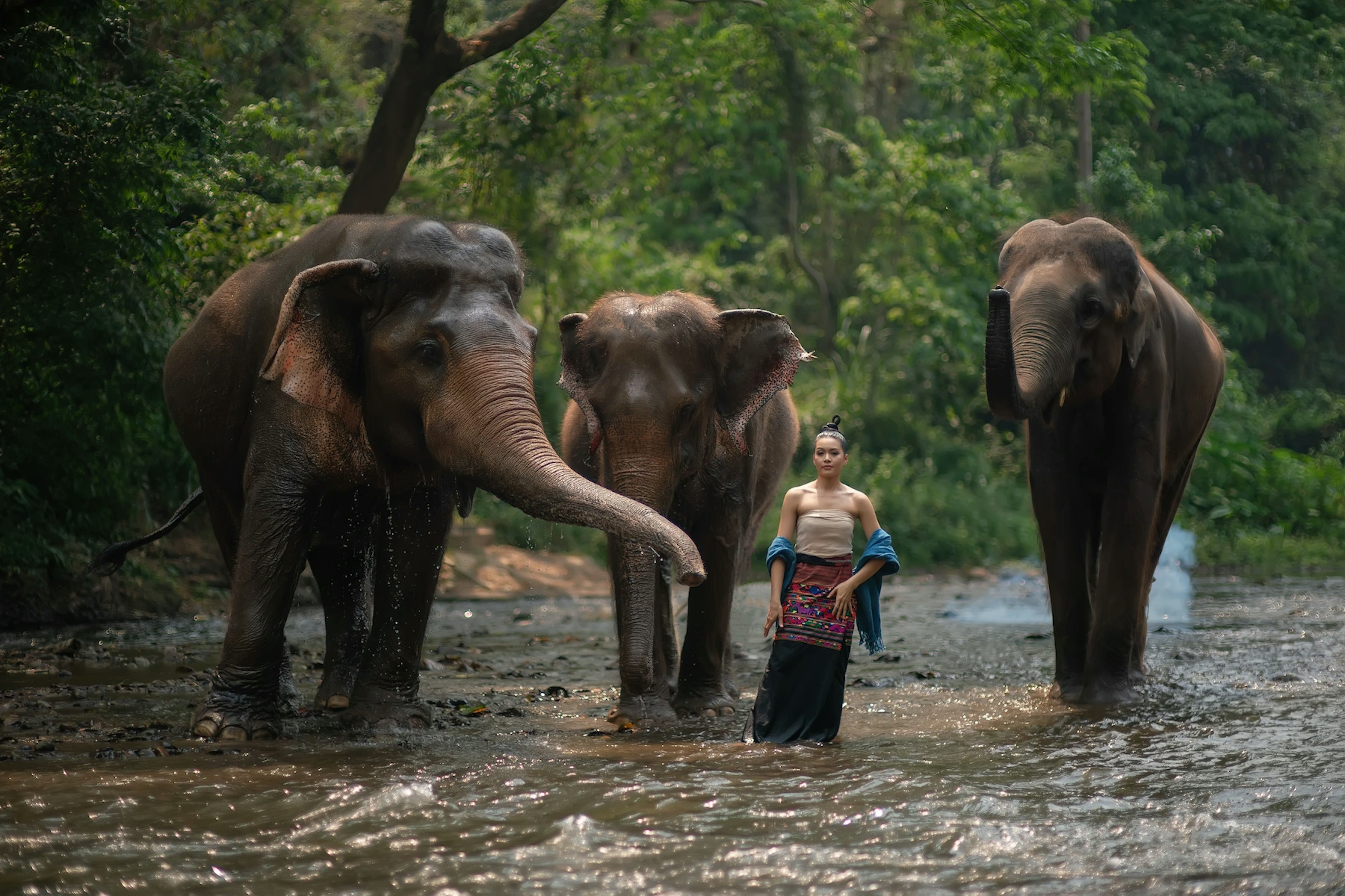  Elephant Sanctuary a Chiang Mai