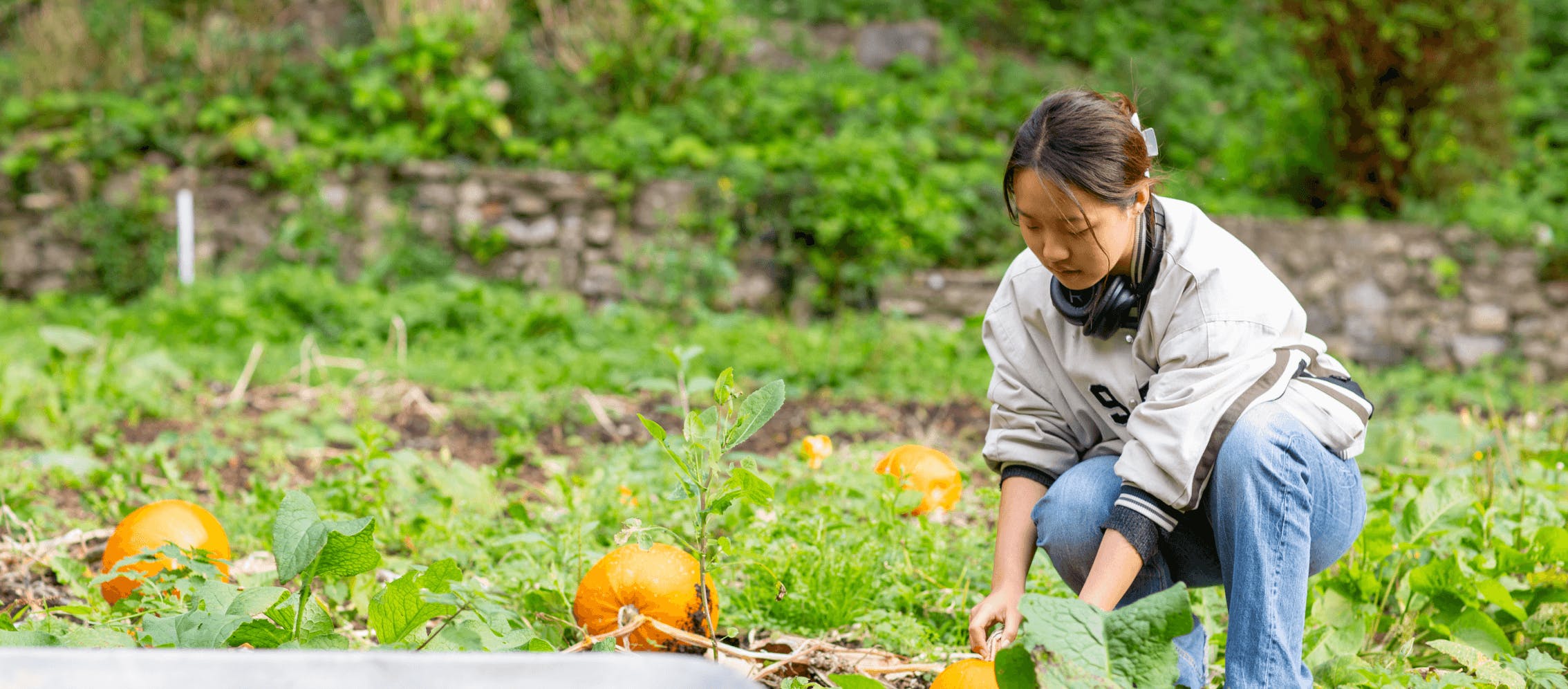 Student picking pumpkins