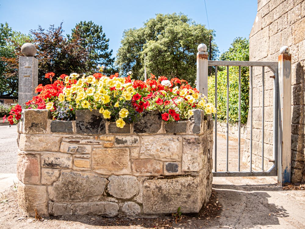 beautiful flowers in the sun