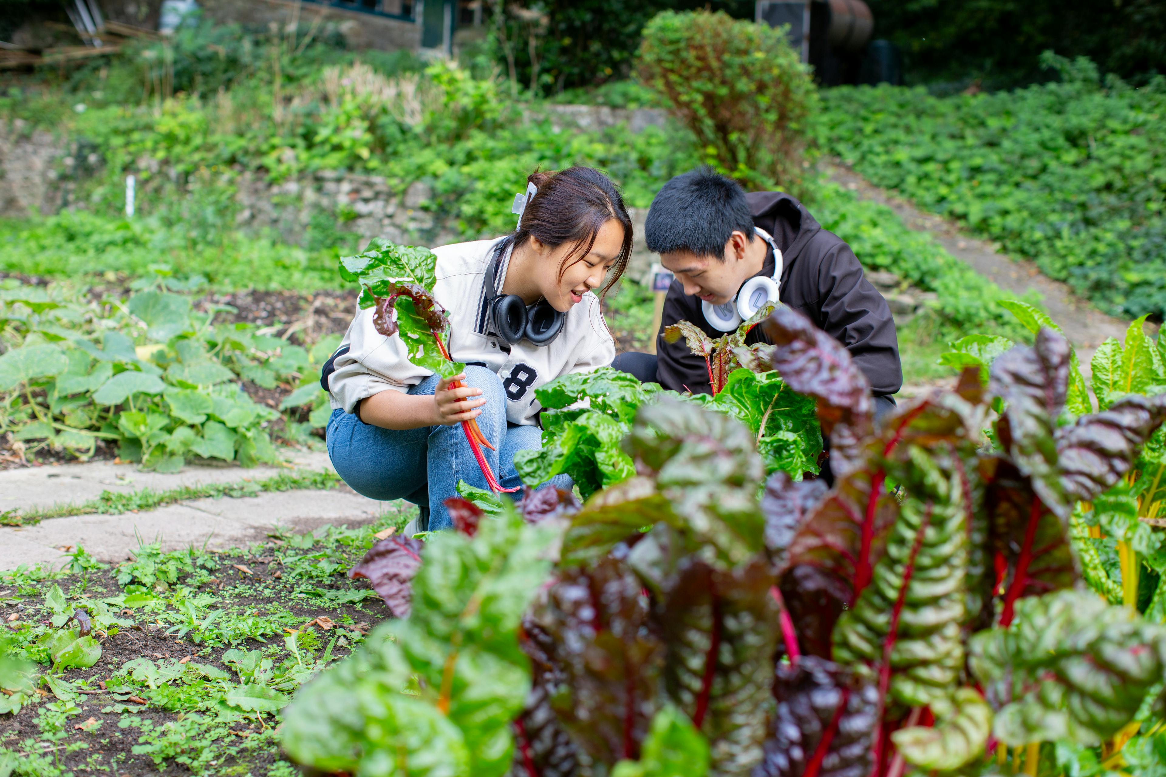 UWC Atlantic students harvesting crops form the valley