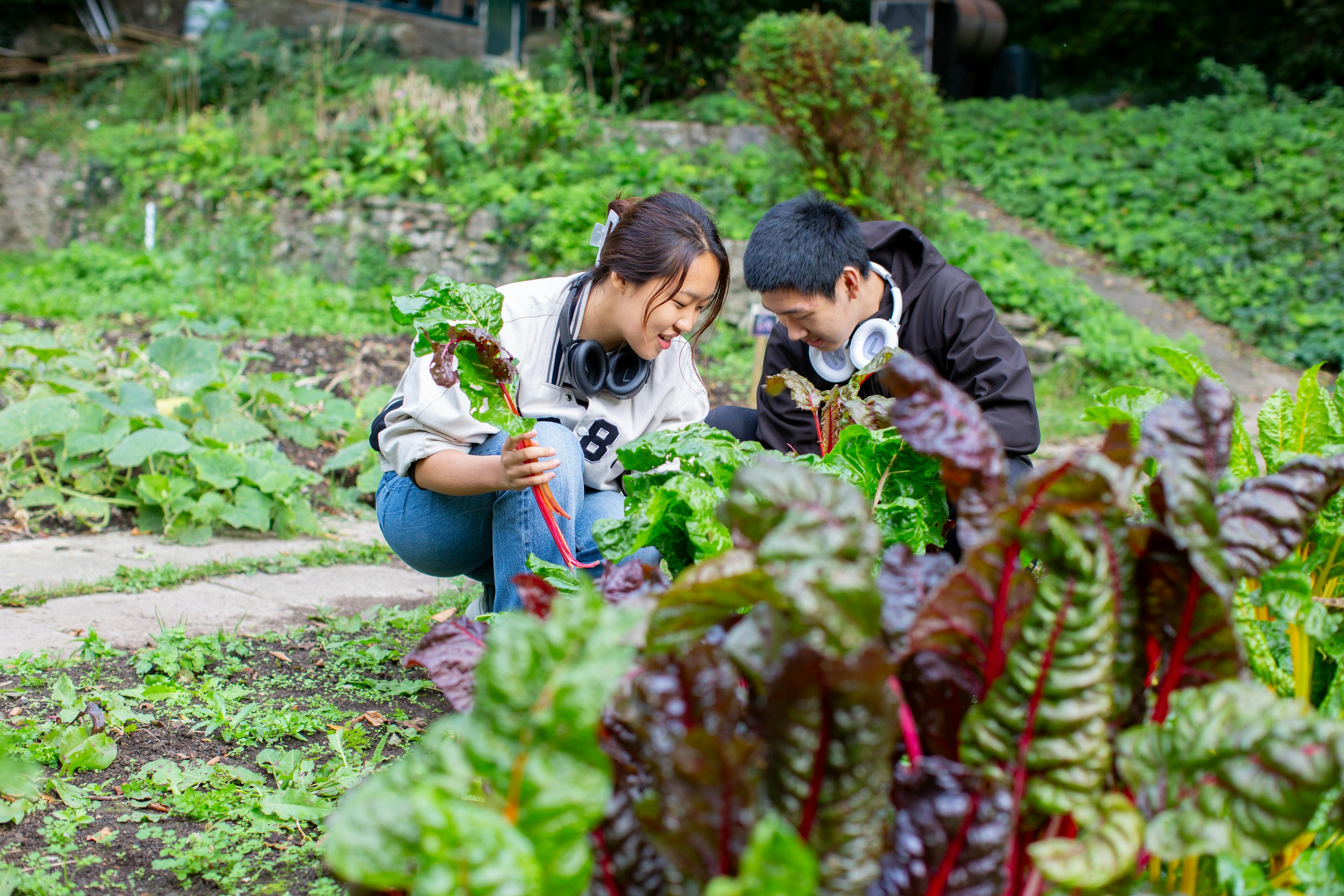 UWC Atlantic students harvesting crops form the valley 