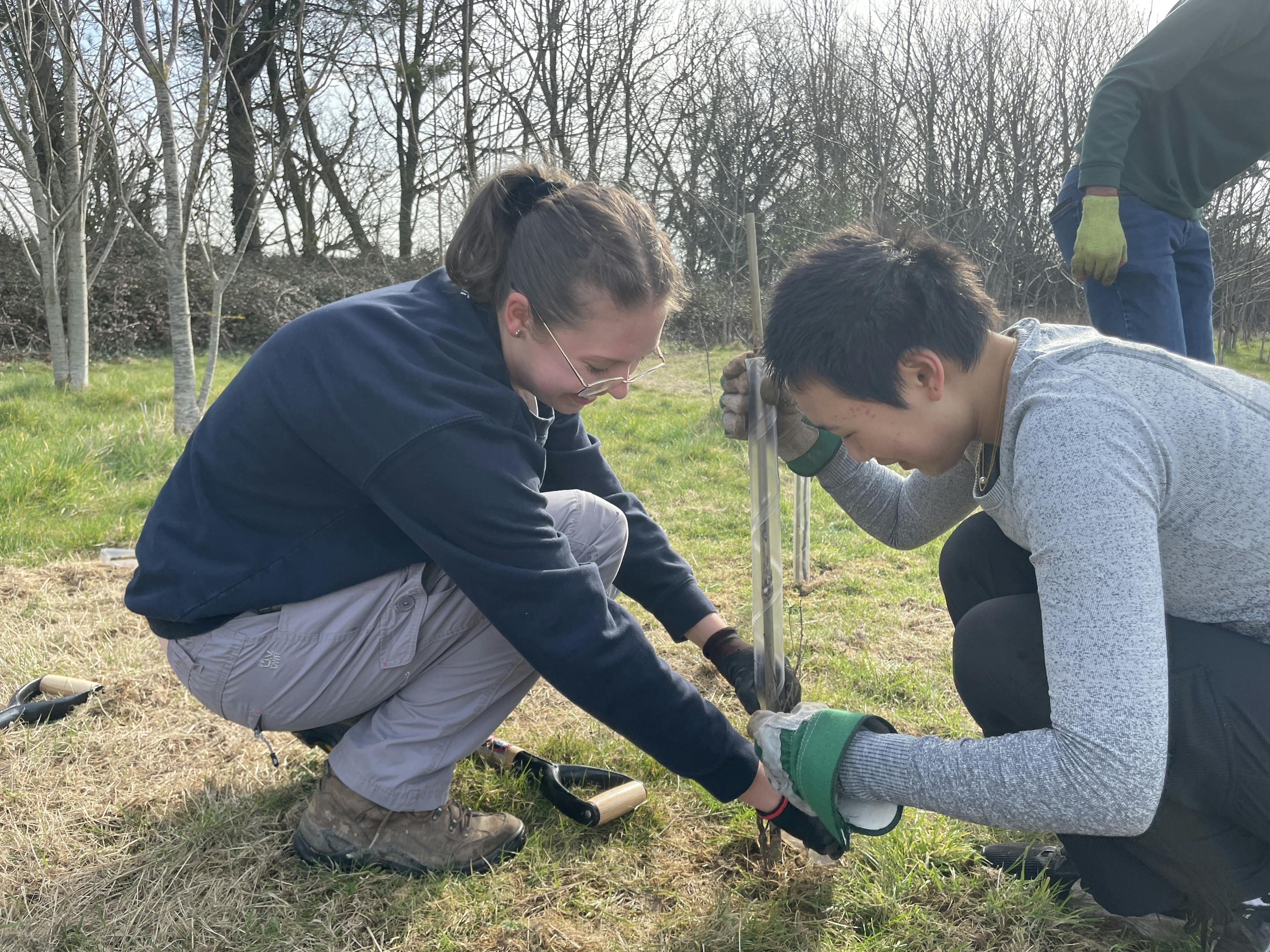 UWC Atlantic students helping to plant trees