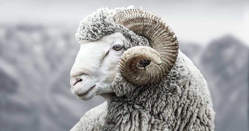 Merino Wool