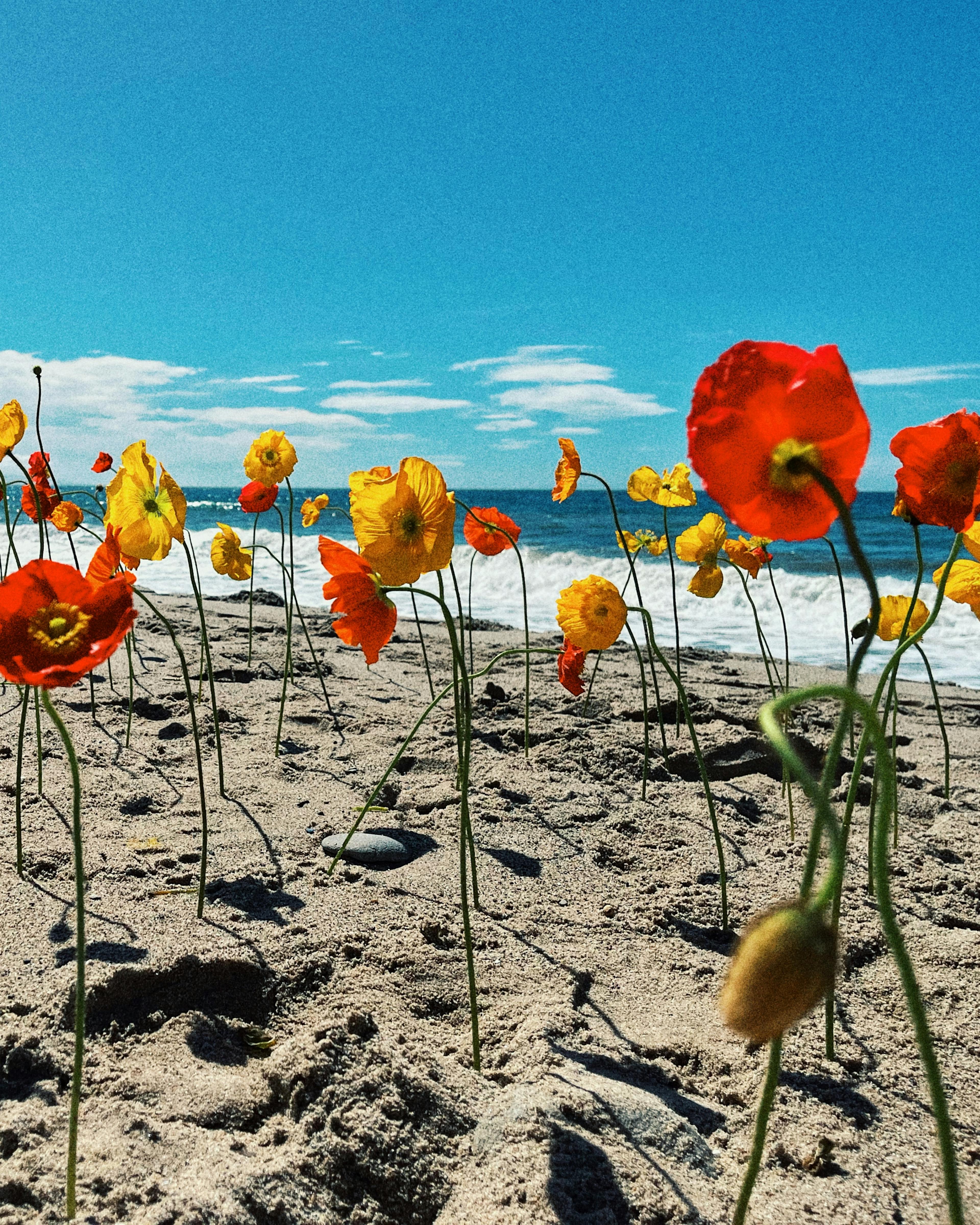 Various colored poppies that appear to be growing from the sand on a beach on a bright sunny day in Los Angeles