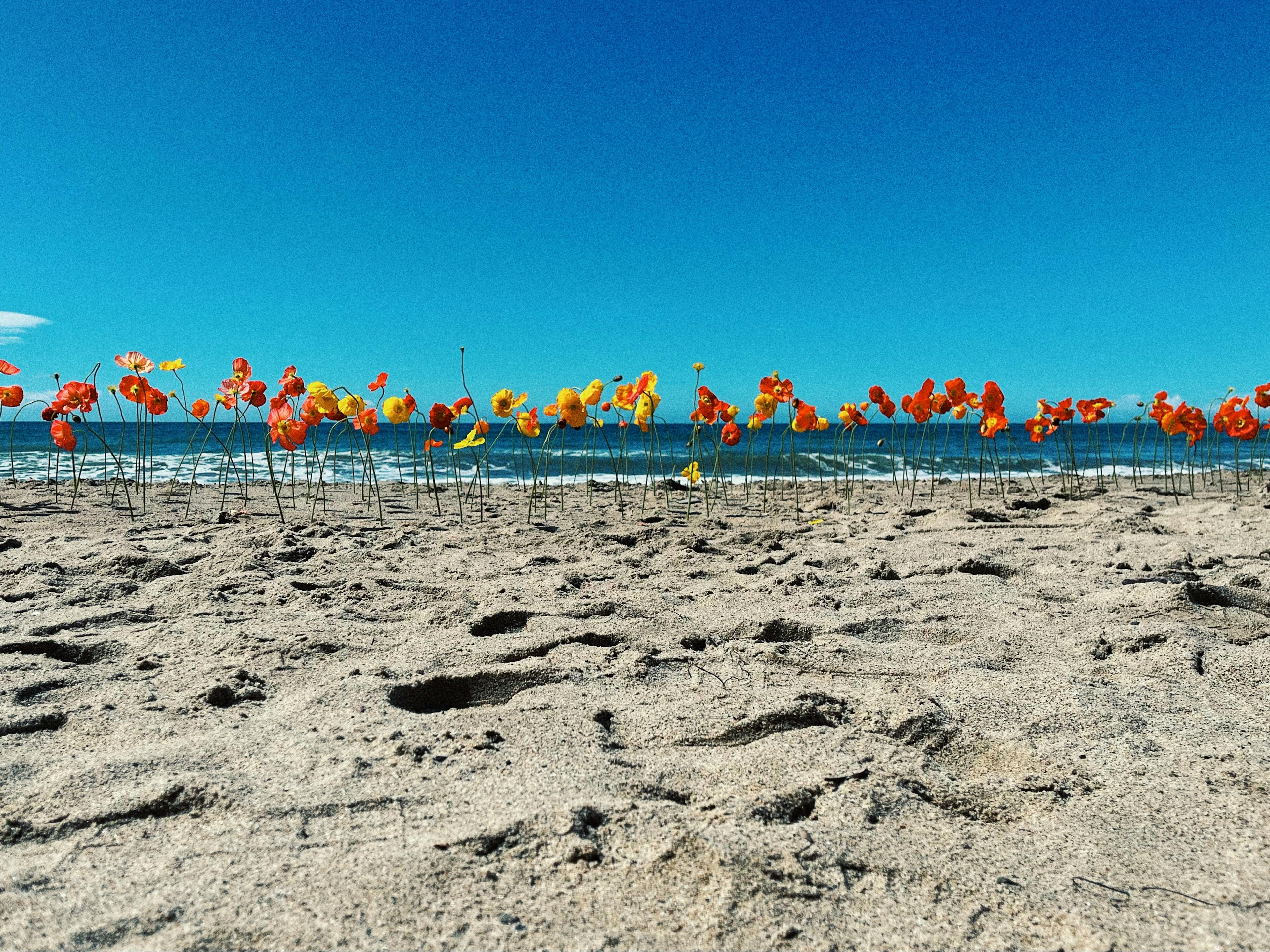 Various colored poppies that appear to be growing from the sand on a beach on a bright sunny day in Los Angeles