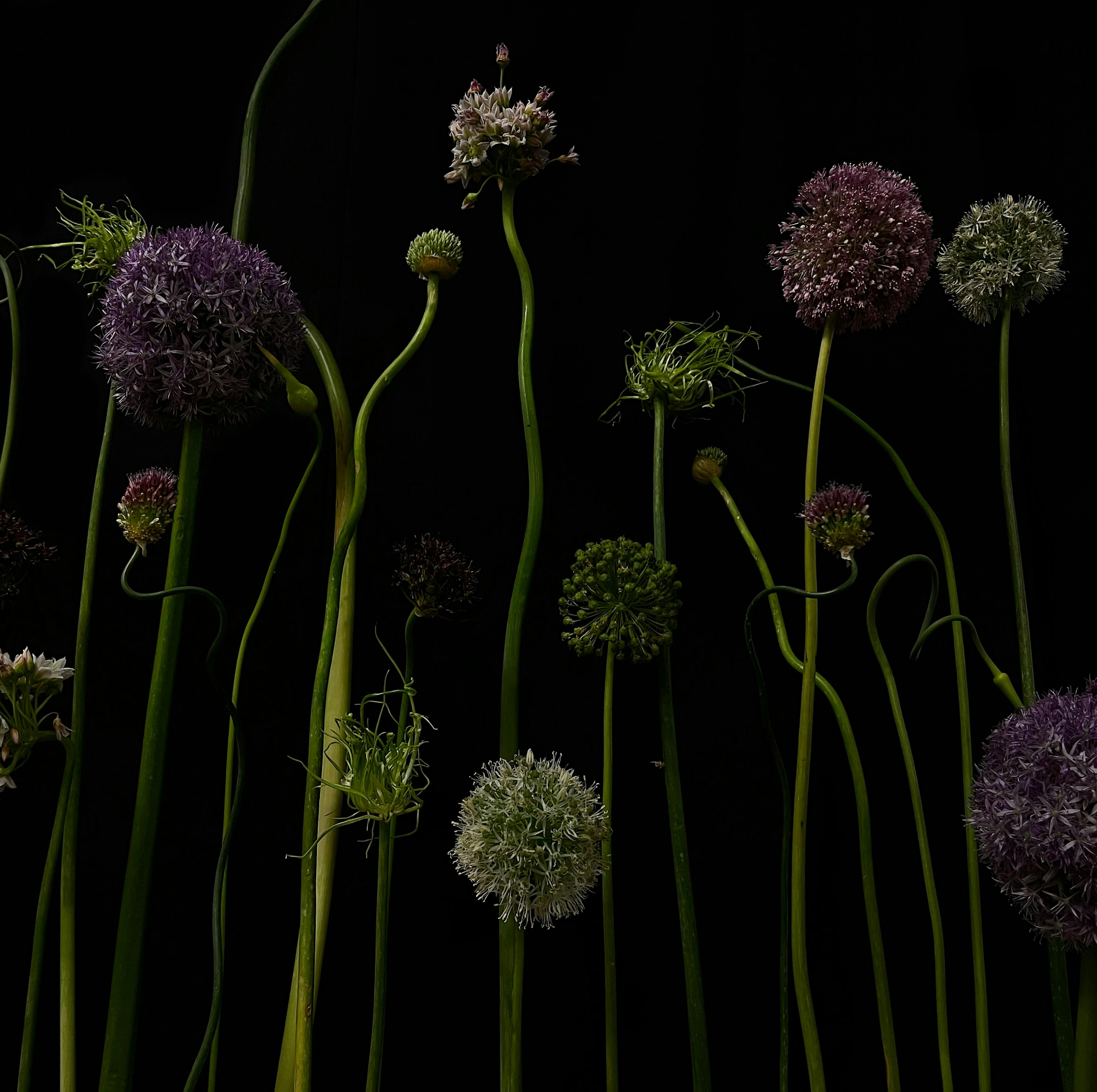 Varied allium plants that are in different stages of blooming and dying