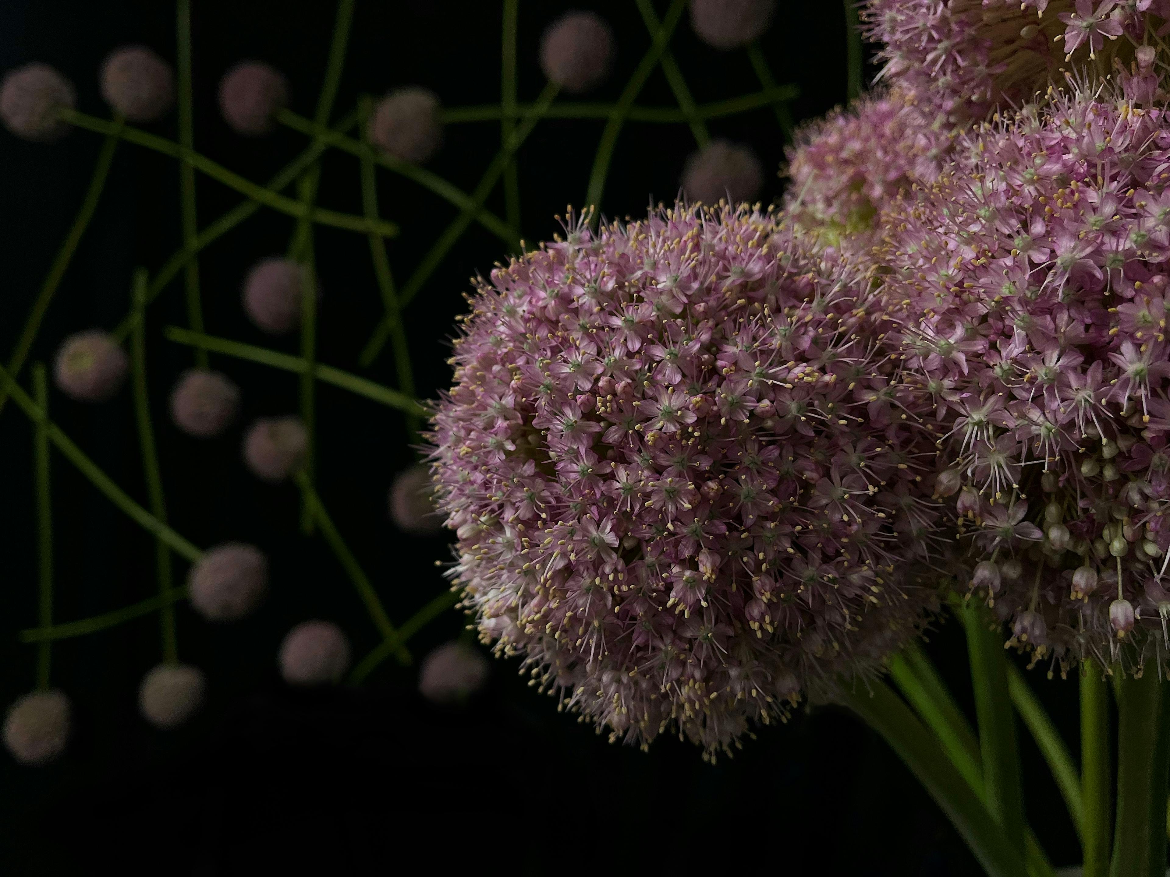 Many bloomed allium plants on a black background crossing over each other with two large pink allium plants in the front