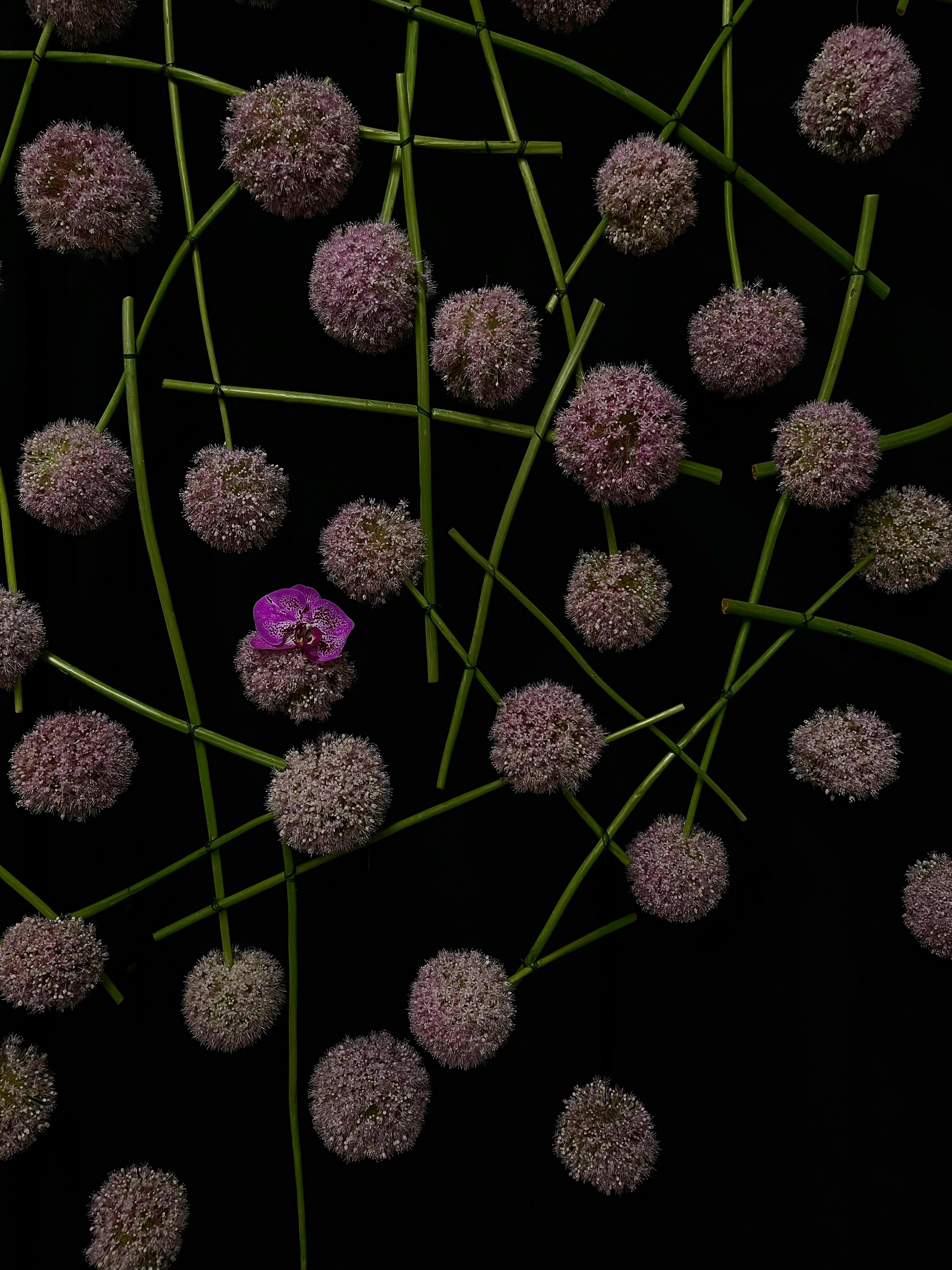 Many bloomed allium plants on a black background crossing over each other.