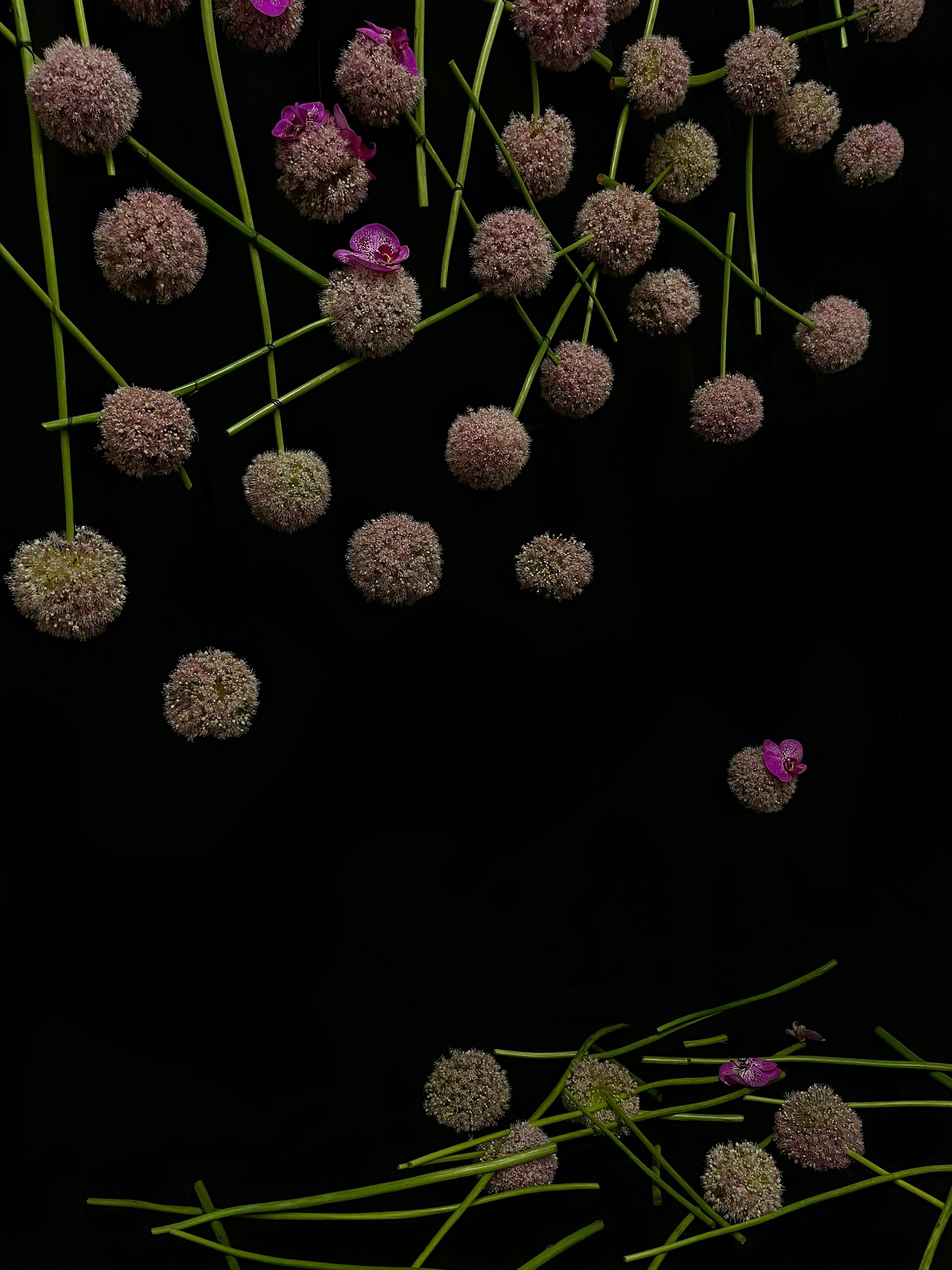 Many bloomed allium plants on a black background crossing over each other.