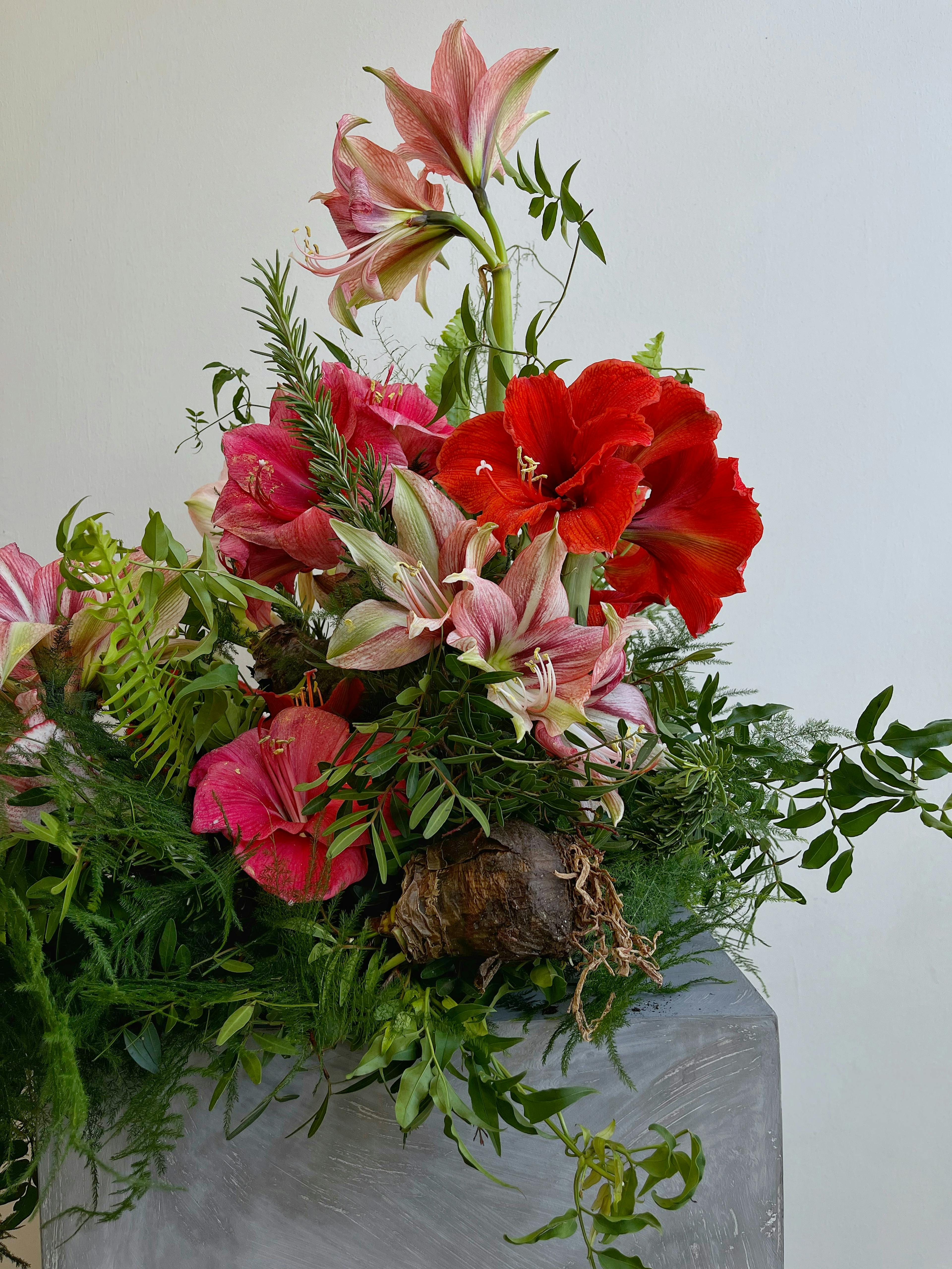 A floral arrangement on a grey pedestal with red and pink amaryllis flowers and bulbs