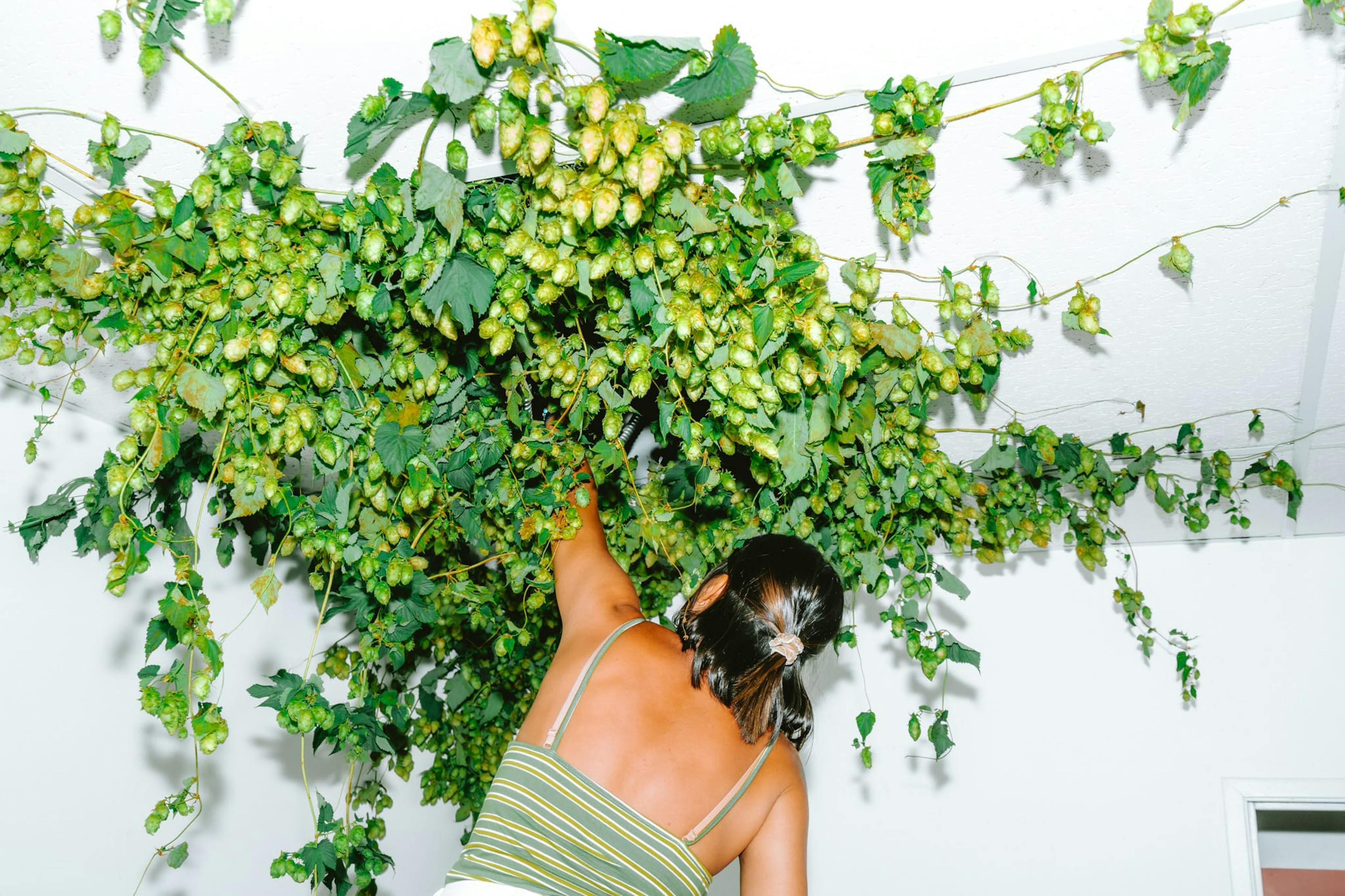 A women creating an arrangement of hops plants on a white wall.