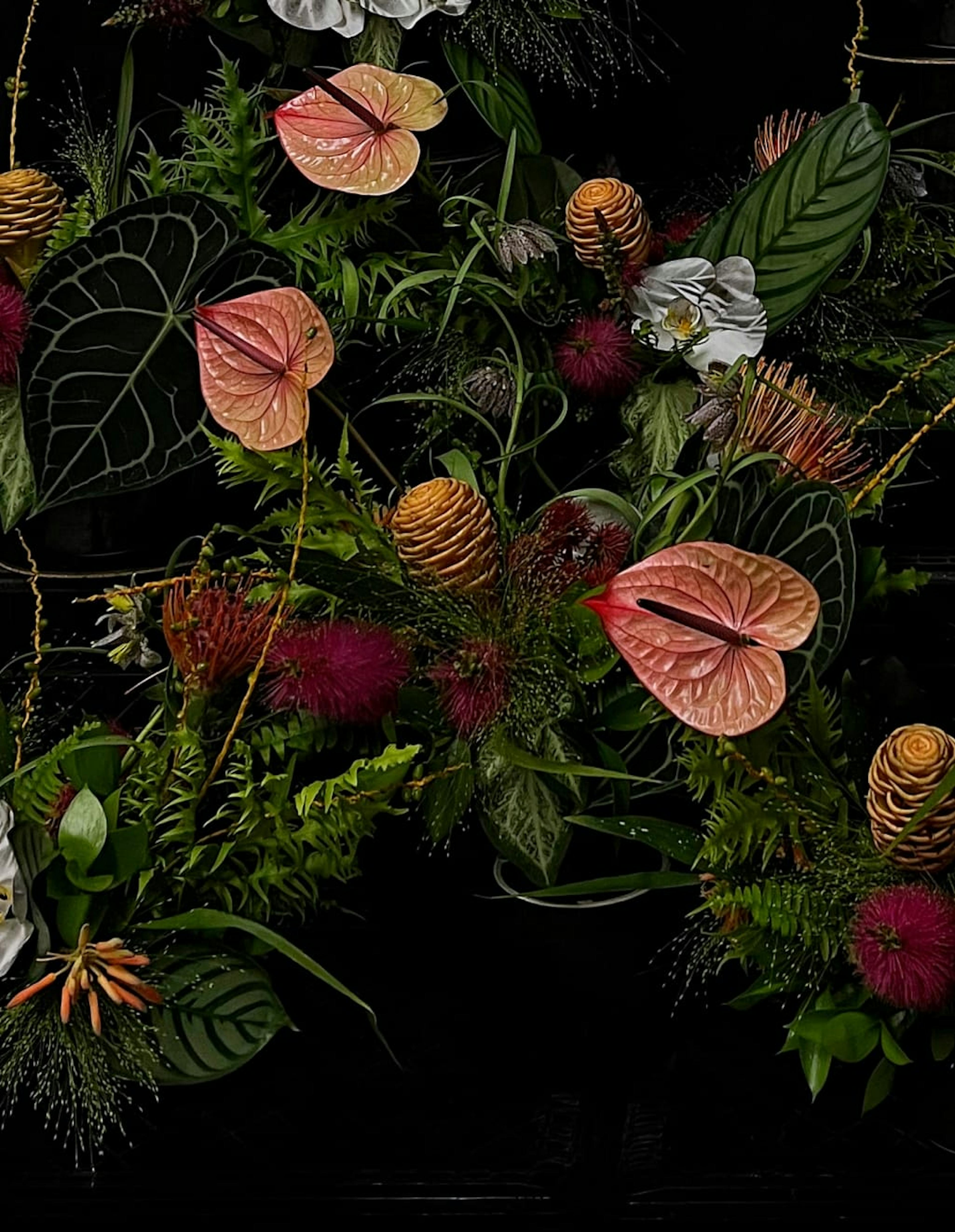 Pink peace lilies and dark green ficus plants on a black background.