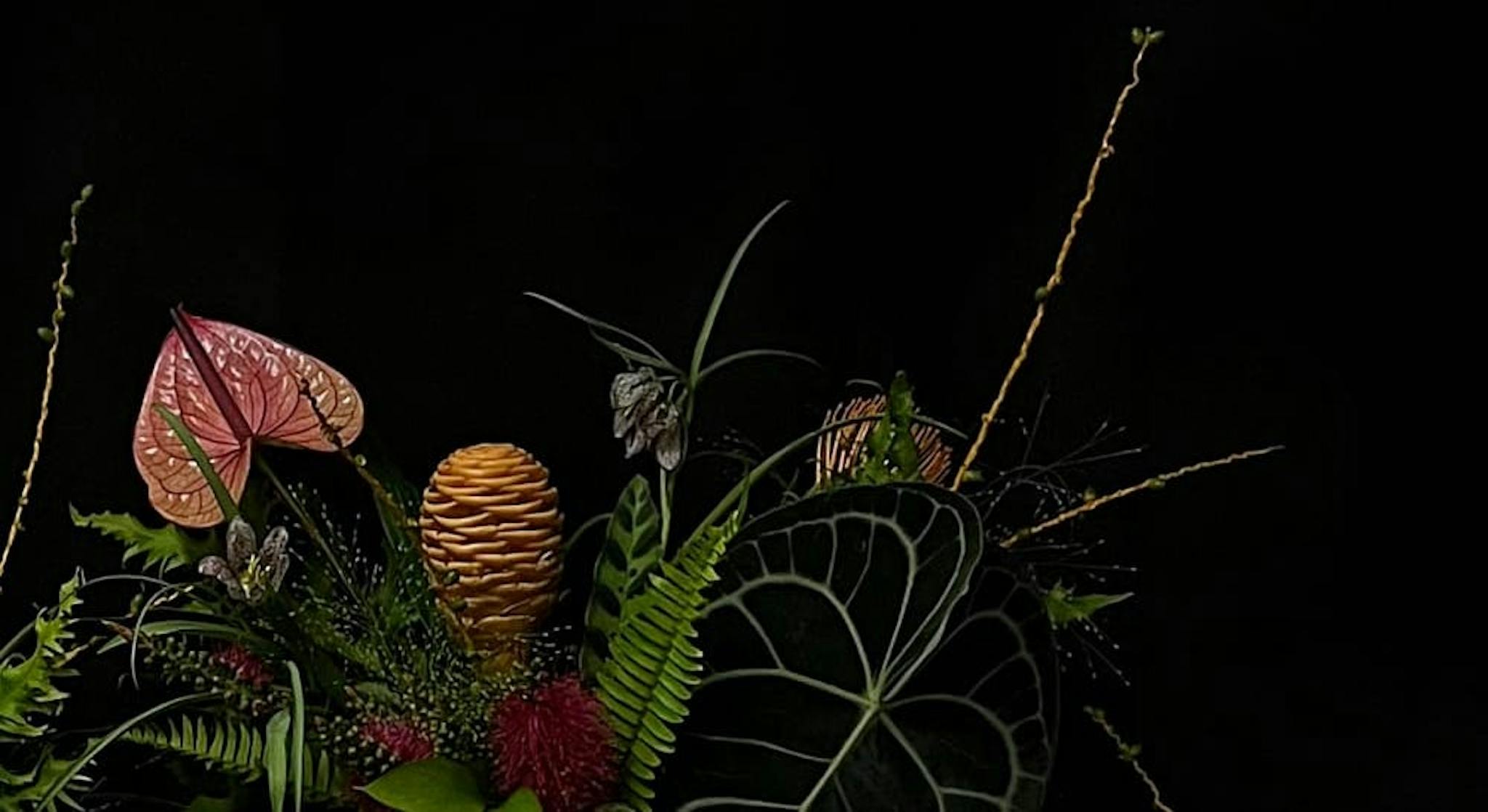 A small view of pink peace lilies and pine cones on a black background