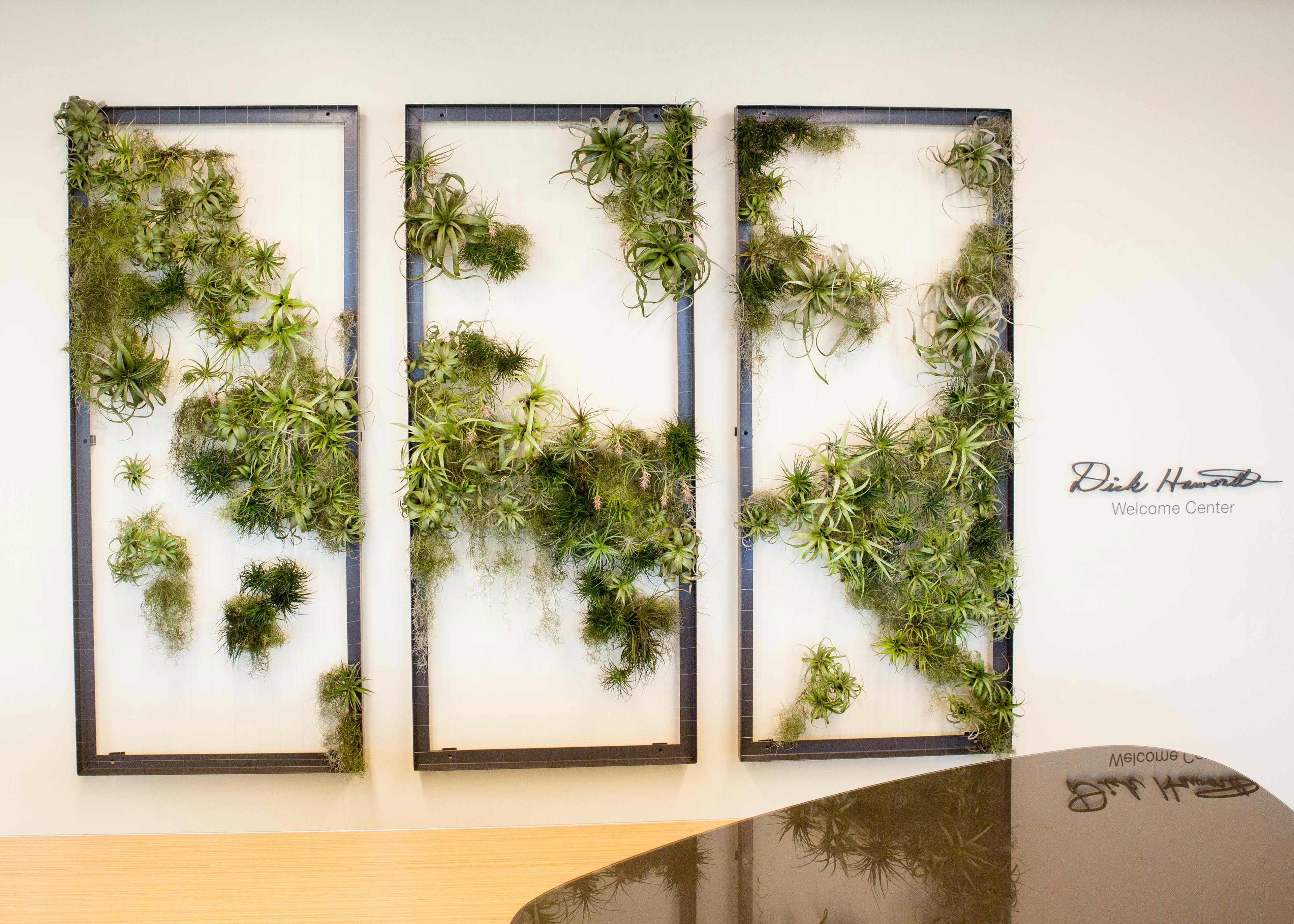 Air plants arranged in three large frames.