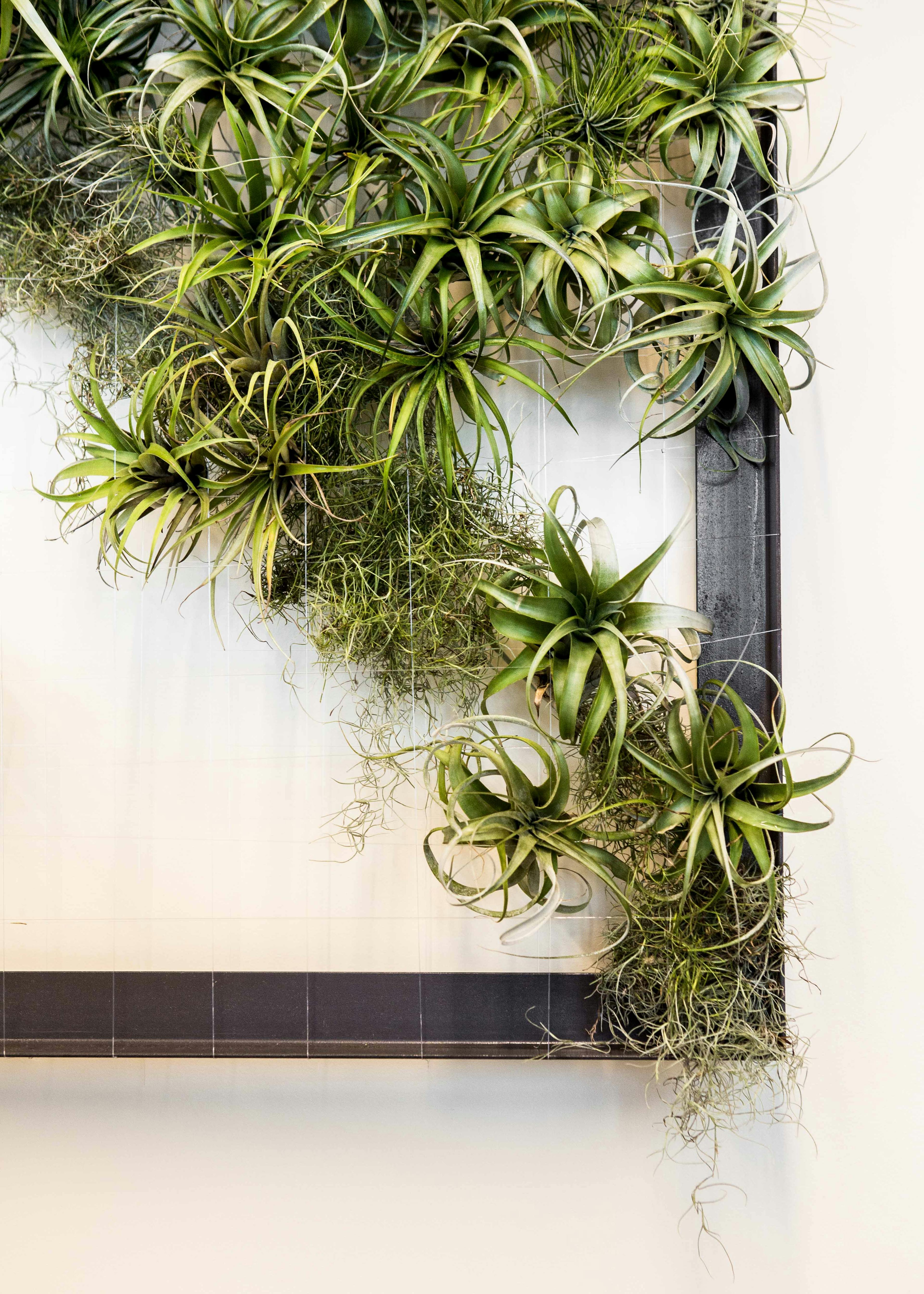 Air plants arranged in a frame with a net stretched across. 