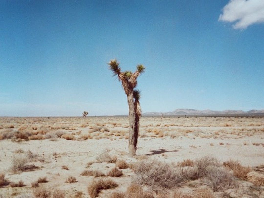 A lone Joshua Tree in the desert.