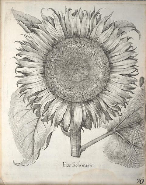 Sunflower antique print, vintage plant print, Basilius Besler