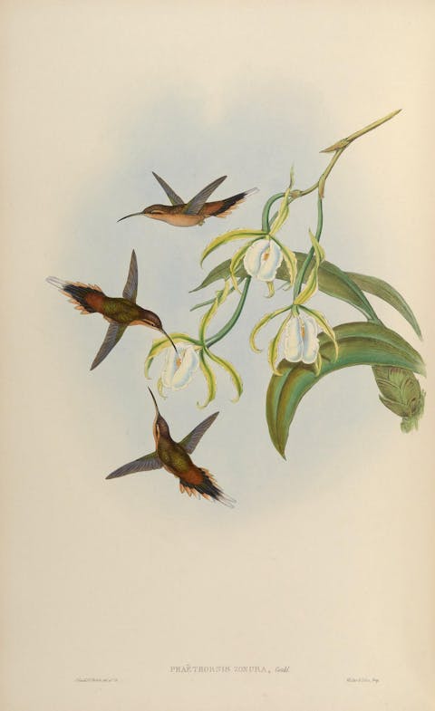 John Gould ,Humming birds, vintage bird print