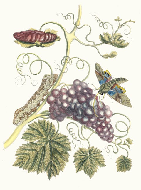 Winegrapes with insects, vintage plant print, Maria Sibylla Merian