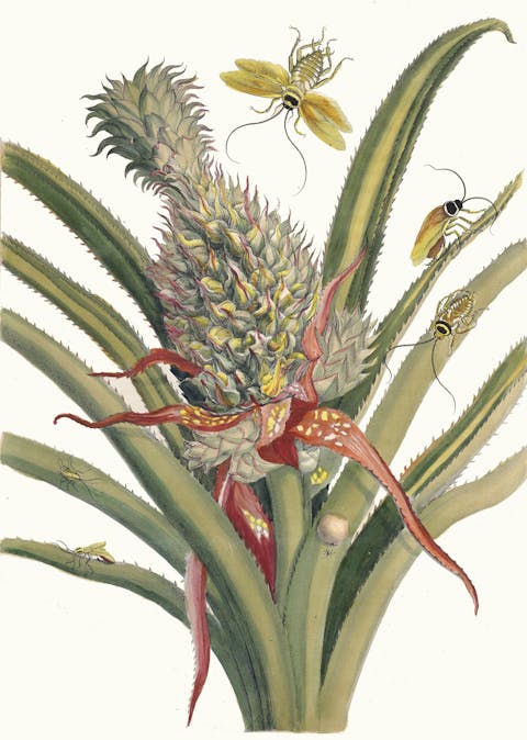 Pinaple with insects vintage plant print, Maria Sibylla Merian