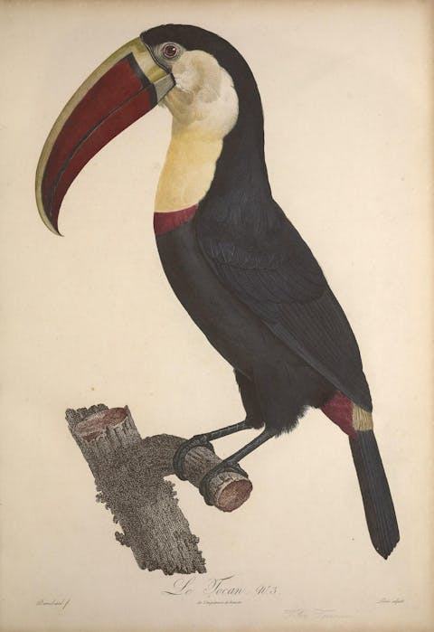 Jacques Barraband, Toucan, vintage fågeltryck