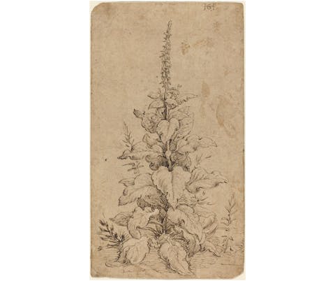 dutch old master drawing, Hendrik Goltzius, foxglove in bloom, pen and brown ink