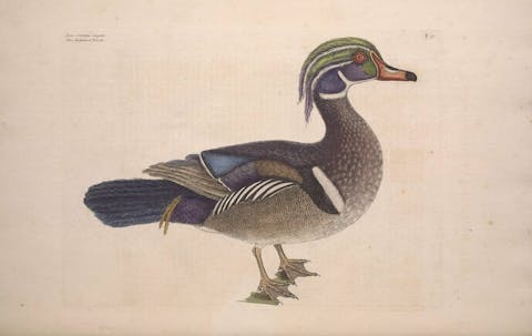 Mark Catesby, American birds, duck, vintage bird print