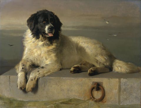A Distinguished Member of the Humane Society, Newfoundland dog painting