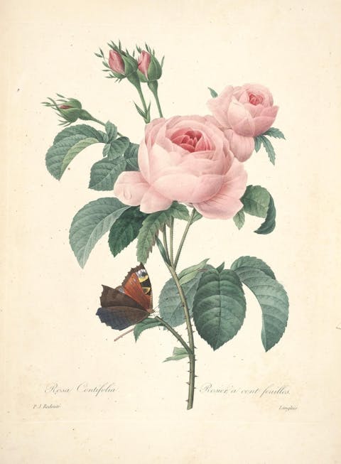 Pierre-Joseph Redouté, roses, rose vintage print, vintage plant print