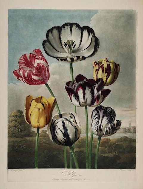 Robert Thornton, tulips vintage plant print