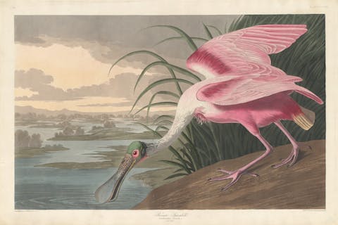 Robert Havell, Roseate Spoonbill, Birds of America, John James Audubon, vintage bird plate