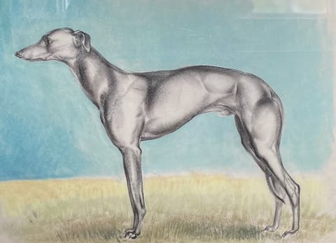 John Skeaping, drawing of a greyhound, dog drawing