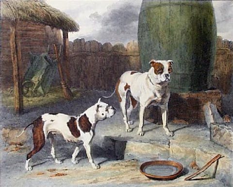 Bulldogs, bulldogs målning, engelsk målning av hund