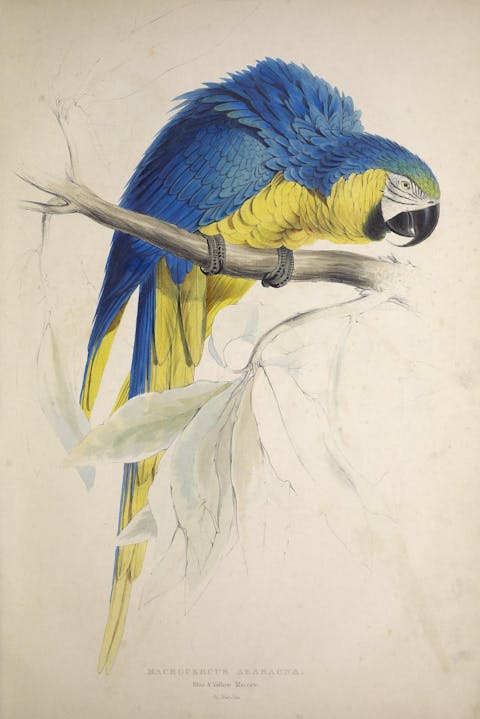 Edwared Leas, Parrot vintage bird print