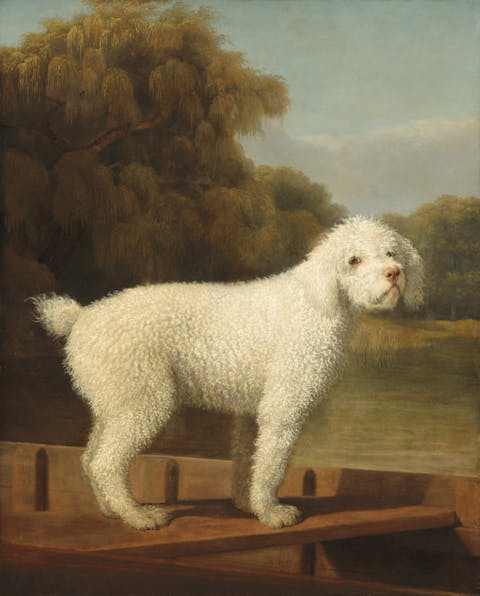 White poodle in a punt, english painting, george stubbs