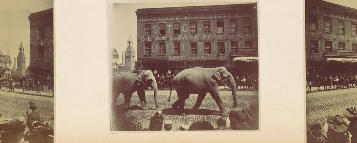 triptych photographs of elephant parading through city street