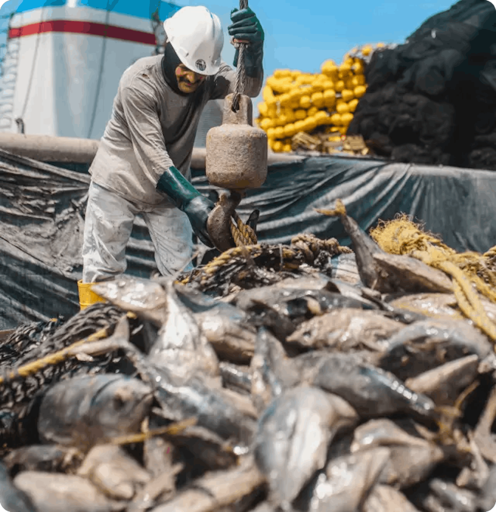 Trabajador pesquero recogiendo atunes