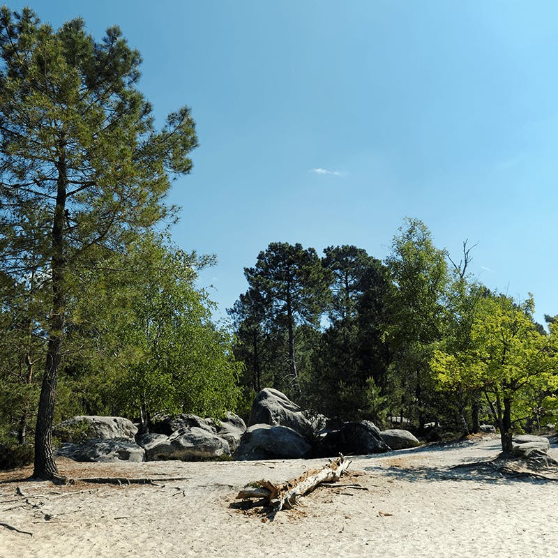 La forêt de Fontainebleau en Île de France