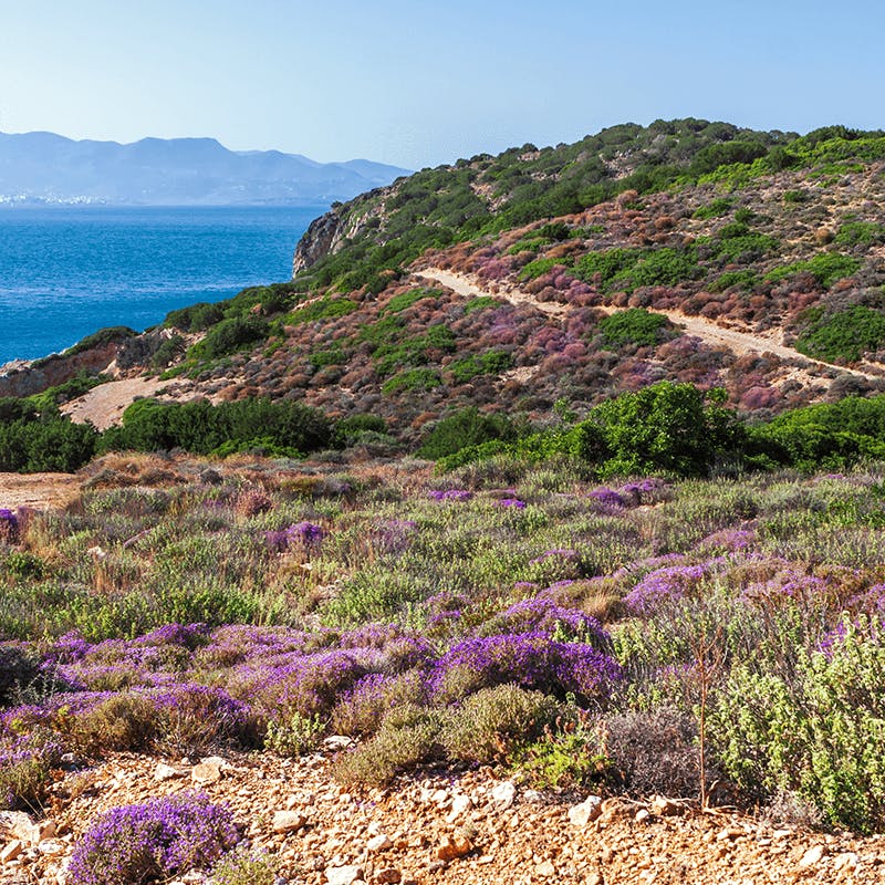Le maquis corse