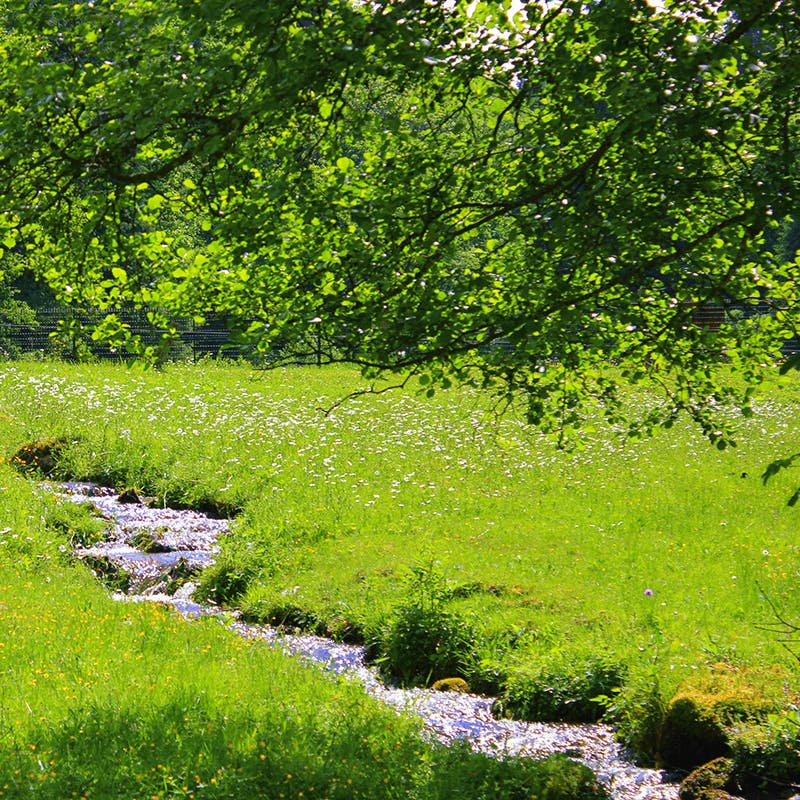 Un ruisseau en Lorraine