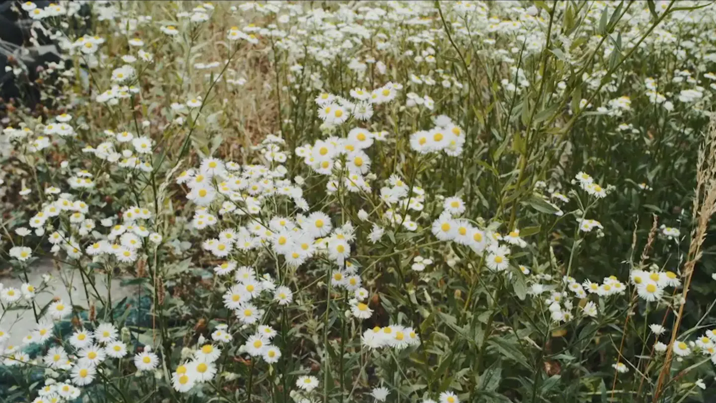 Paperi T - Surumielisen näköiset naiset