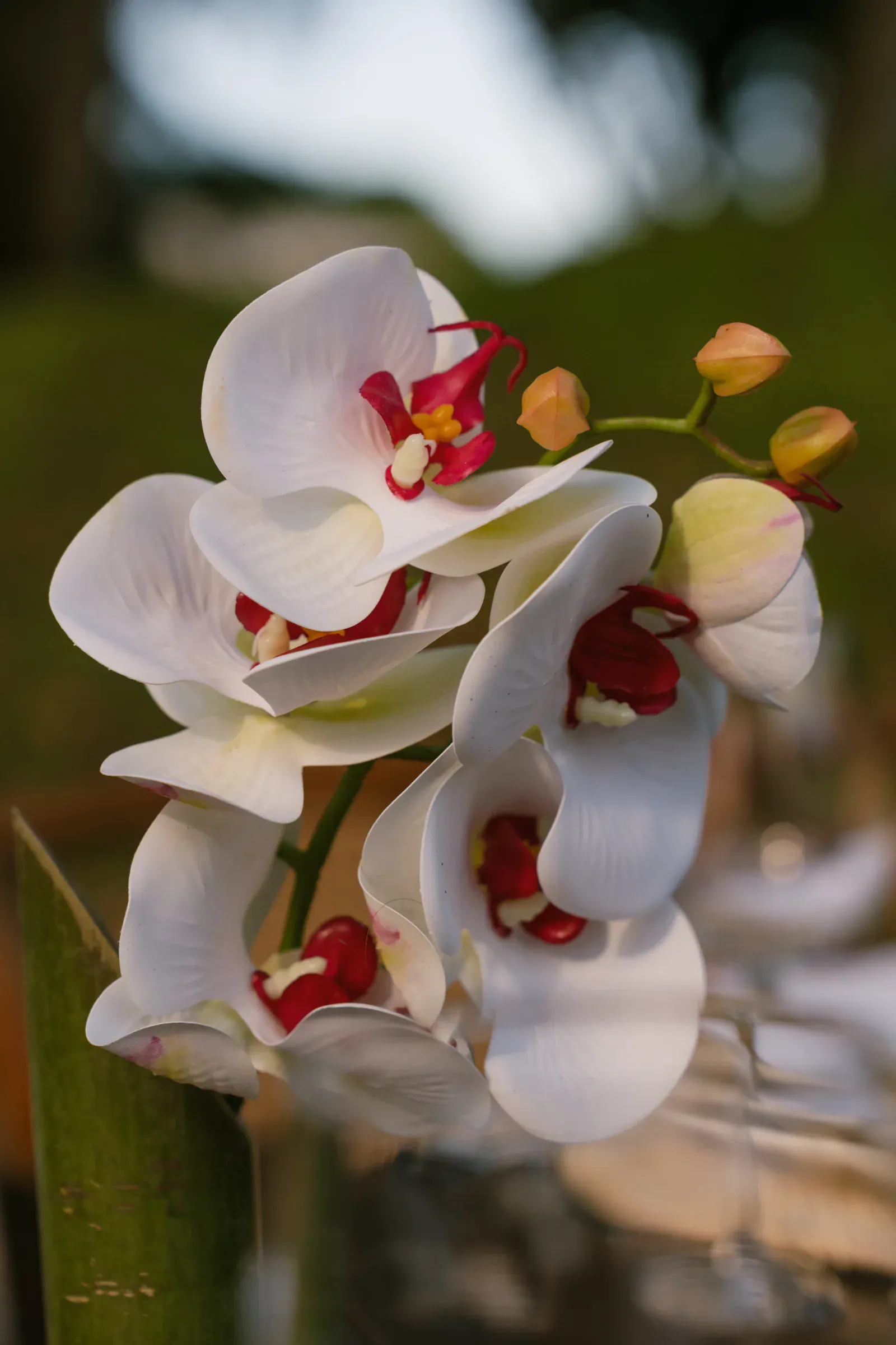 Primer plano de orquídeas blancas con centros y puntas de brotes de un rojo intenso, sobre un fondo exterior difuminado. Las flores transmiten elegancia y tranquilidad.