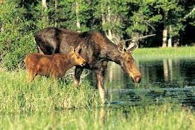 moose by pond - gtnp.org